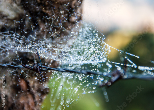 Wet spiderweb