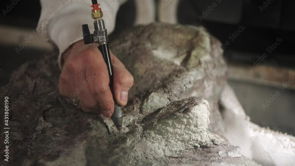 This video shows a close up view of an archaeologist paleontologist using a hand drill and other tools to study and research dinosaur fossil excavation remains.