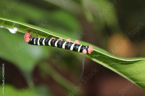 macro