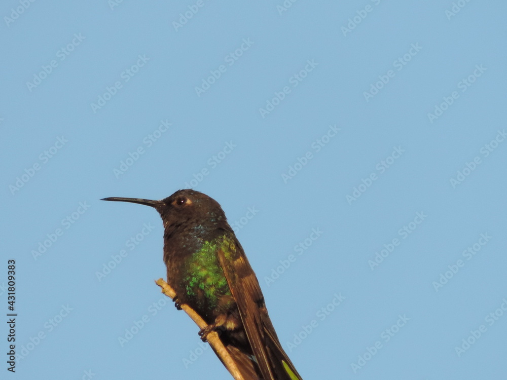 Fototapeta premium Bird tree sky