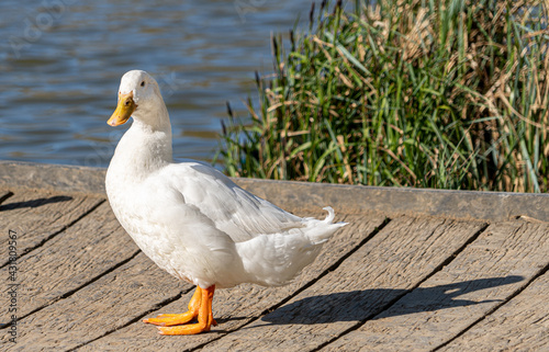 Single White Domesticated Aylesbury Pekin Peking Duck out of the water low level view showing white plumage and orange webbed feet.