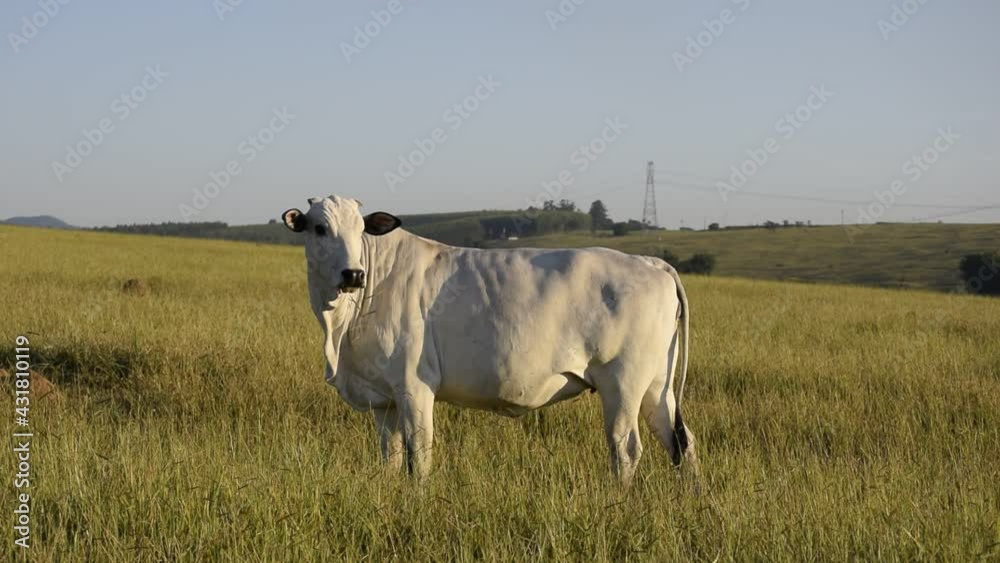 Nellore cattle on pasture at the end of the day. grazing cattle Nellore cattle on pasture at the end of the day. grazing cattle