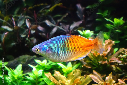 Aquarium fish : Boesemani rainbow fish, selective focus