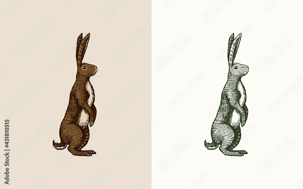 Wild hare or brown rabbit stands on its hind legs. European Bunny or cowardly coney. Hand drawn engraved old animal sketch for T-shirt, tattoo or label or poster. Vector illustration.