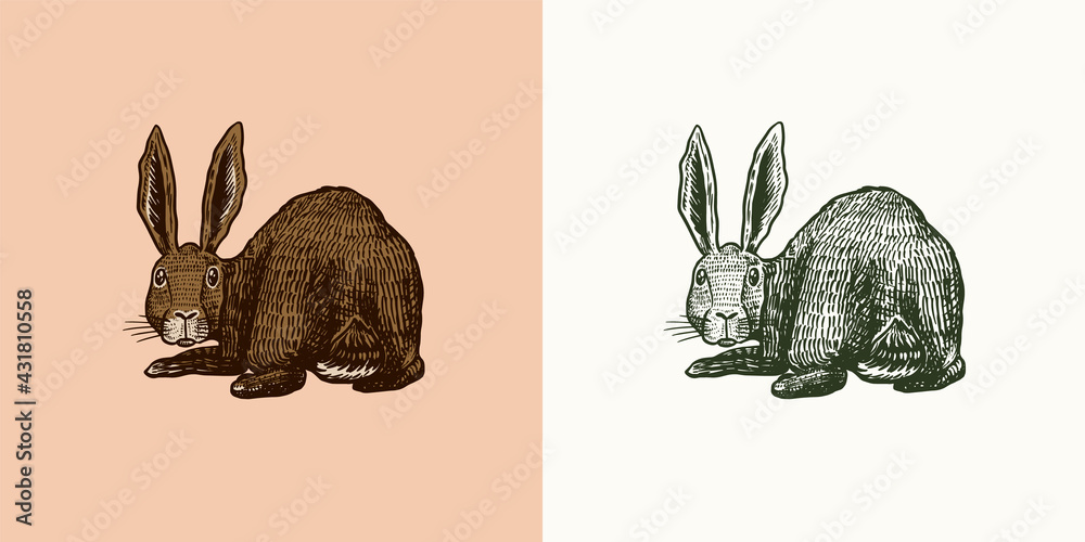 Wild hare. Rabbit looks back. Bunny or coney. Hand drawn engraved old animal sketch for T-shirt, tattoo or label or poster. Vector illustration.