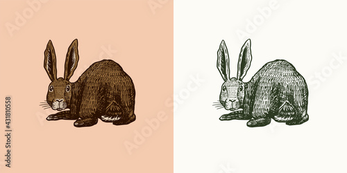 Wild hare. Rabbit looks back. Bunny or coney. Hand drawn engraved old animal sketch for T-shirt, tattoo or label or poster. Vector illustration.