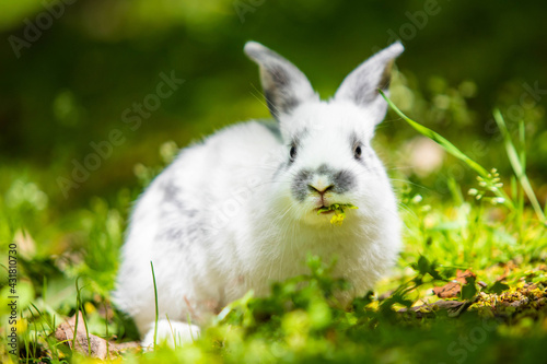 Cute little white bunny rabbit on the grass meadow eating