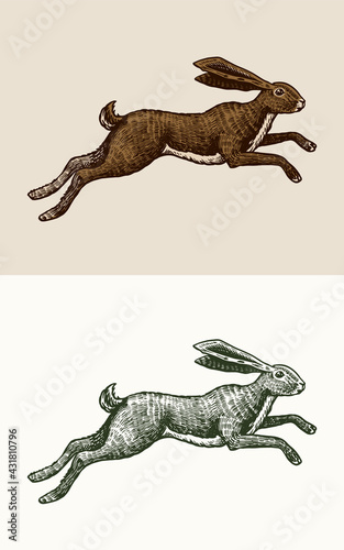 Wild hare or rabbit is jumping. Cute Bunny or coney runs away. Hand drawn engraved old sketch for T-shirt  tattoo or label or poster. Animal is running. Vector illustration.