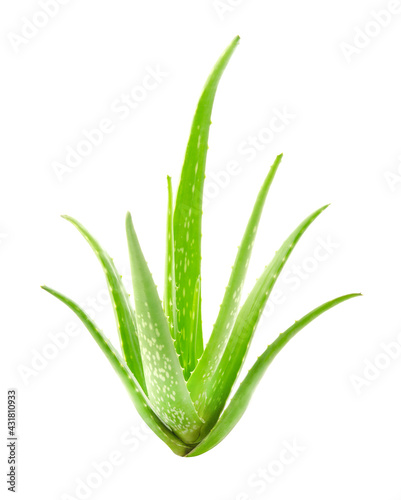 Macro or Close up fresh Aloe vera tree isolated on white background, Suitable for product design