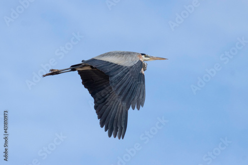 Great Blue Heron © swkrullimaging
