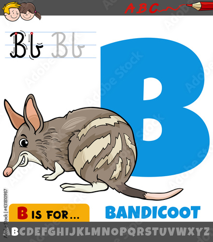 letter B from alphabet with cartoon bandicoot animal photo