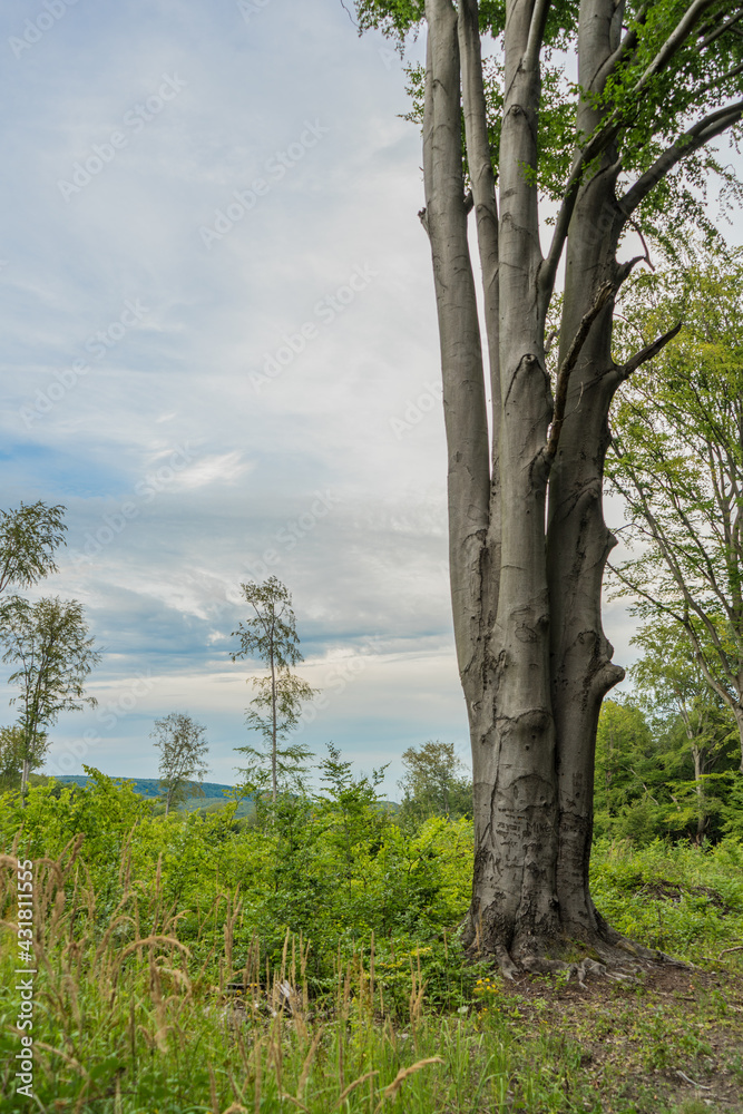 Fototapeta premium lonely tree on a hill, old beech standing a hill on a cloudy day