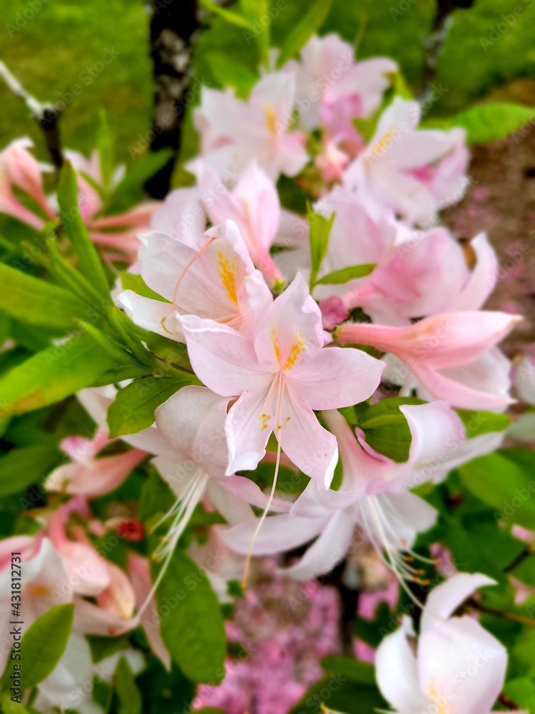 tree blossom