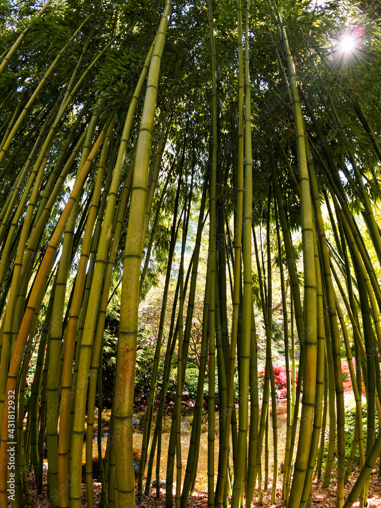 Public grounds of Finnerty Gardens in Victoria BC during rhododendron bloom 