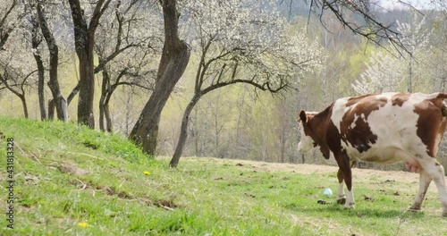 Cow from Baltata Romaneasca breed walks under trees in large natural free range bio farm. photo