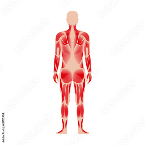 Human muscular system