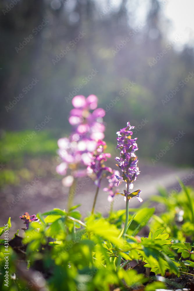 Obraz premium fumewort blooming in march, Corydalis solida from close up