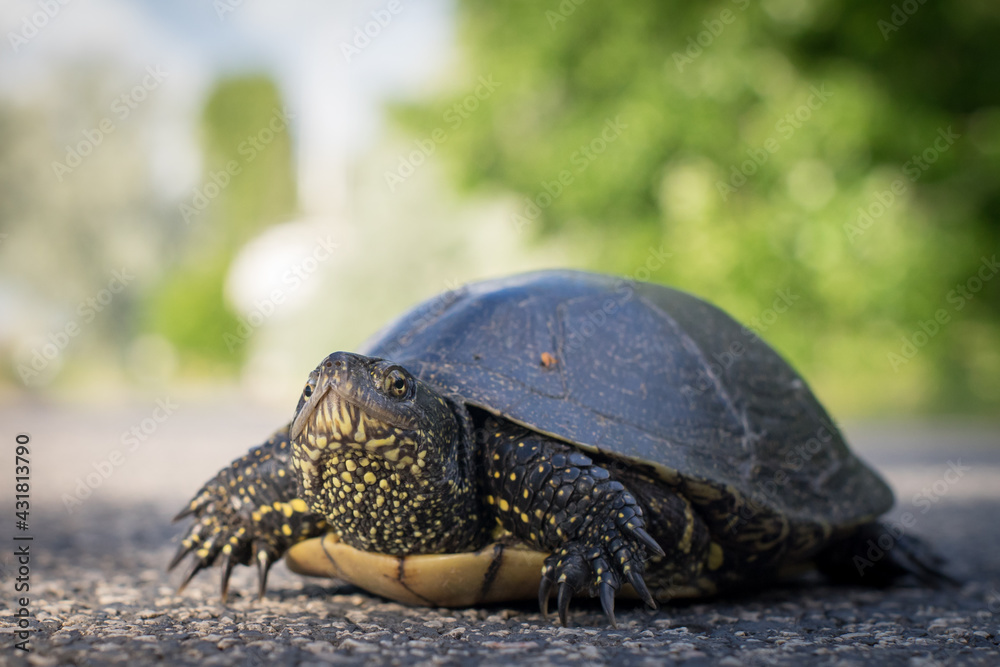 European pond turtle side view on the road European pond turtle side view on the road
