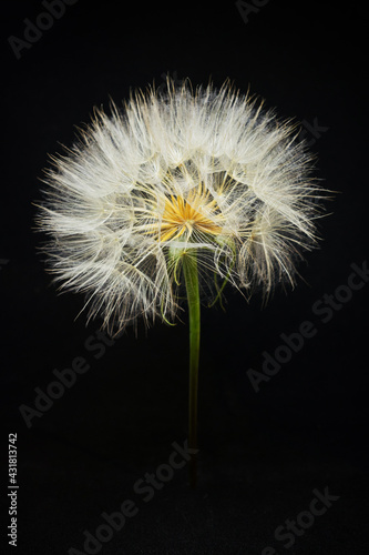 meadow salsify from close up with black background  Jack-go-to-bed-at-noon macro picture