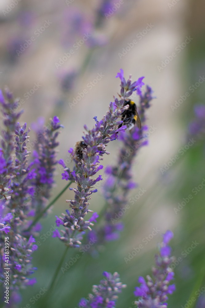 Obraz premium lavender with bumblebee, summer diligence, pollination