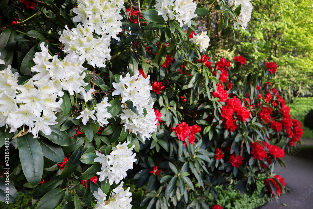 Red and white rhododendron flowers