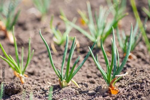 Green shallot seedling or bud growing from soil, organic agriculture in nature concept.