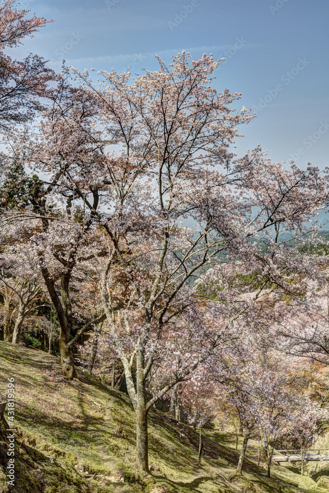 Obraz premium 吉野山の桜