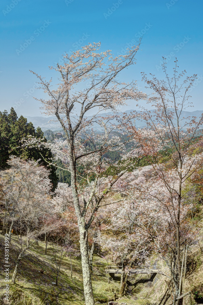 吉野山の桜 吉野山の桜