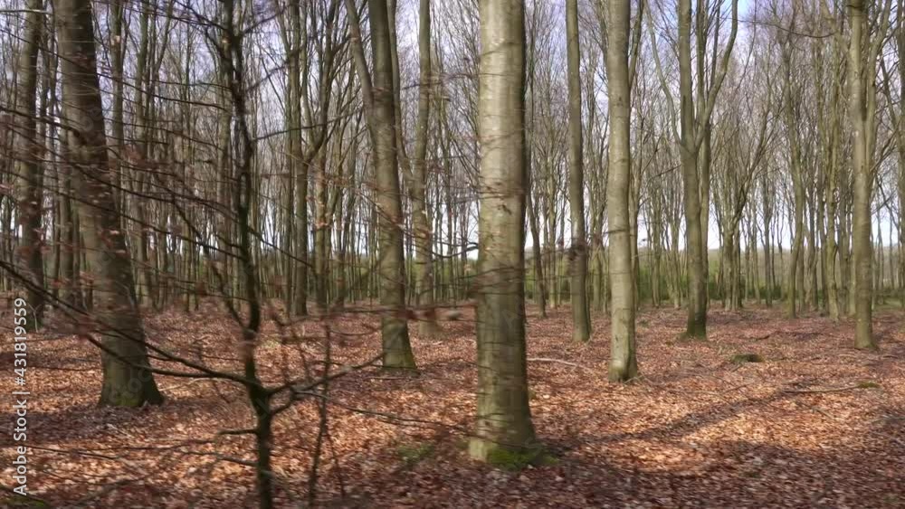 Walking by a forest with lots of leaves on the forest floor in the spring Walking by a forest with lots of leaves on the forest floor in the spring
