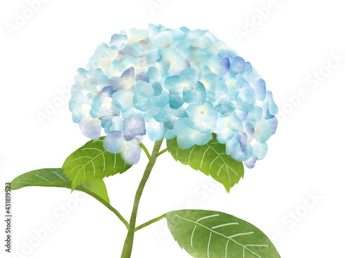 紫陽花