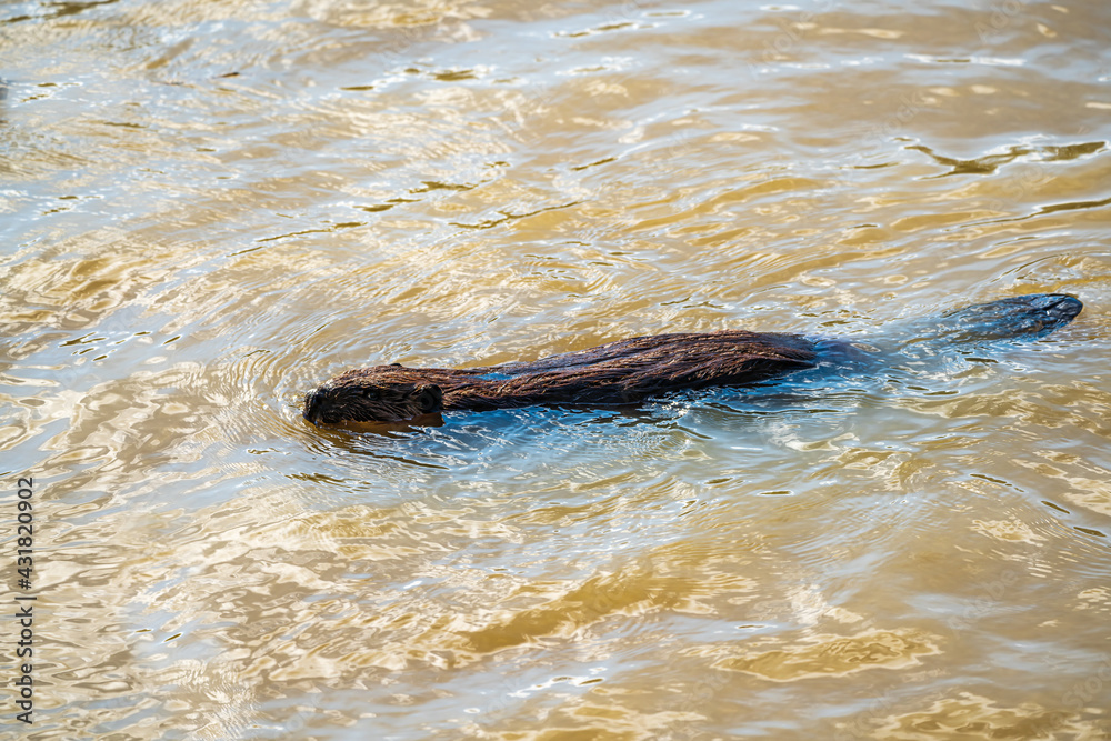 Obraz premium Beaver in the water