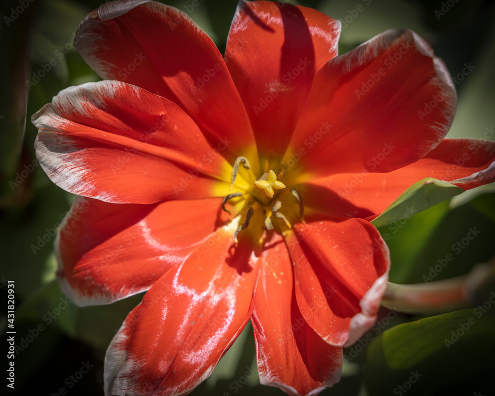 Close up shot of Red Tulip flower Close up shot of Red Tulip flower