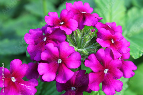 Macro of magenta pink verbena blossoms in bloom