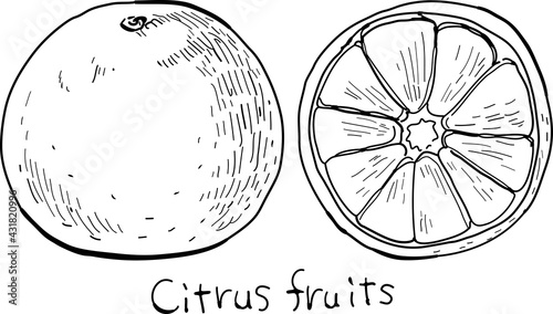 Hand-drawn pen drawing of citrus fruits.