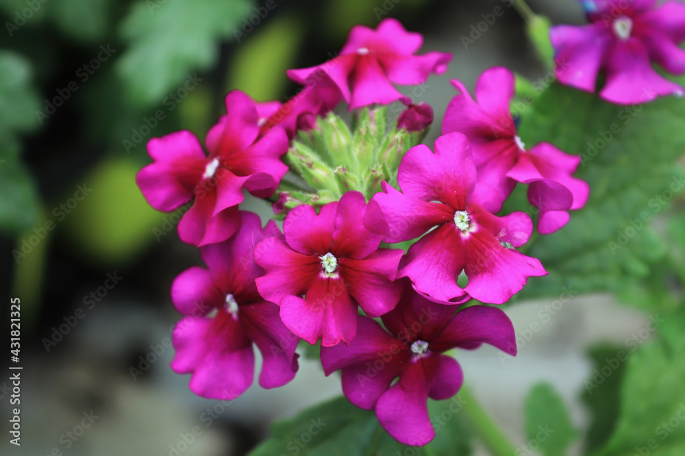 Macro of magenta pink verbena blossoms in bloom Macro of magenta pink verbena blossoms in bloom