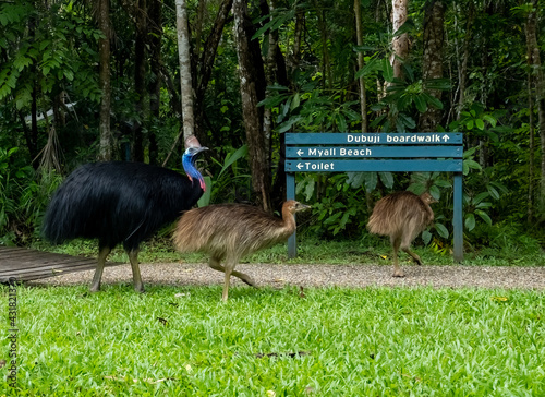 Cassowary at the Dubuji boardwalk with two of it's chicks (Southern CassowaryCasuarius casuarius johnsonii) photo