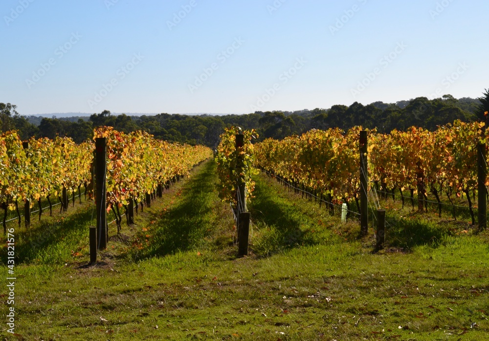 Australian vineyard in autumn