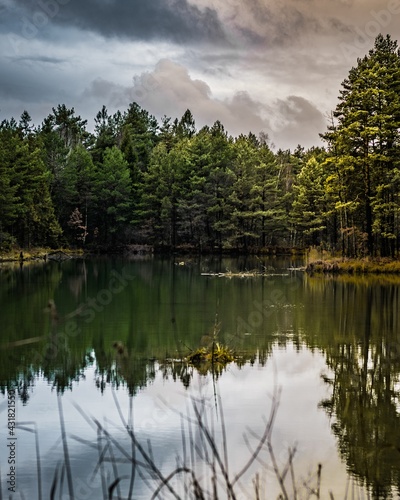 lake and forest