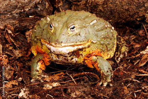 Pixie Frog/African Bullfrog (Pyxicephalus adsperus)