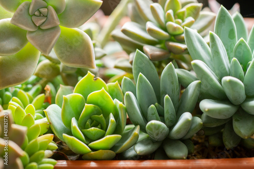variety of succulent plants in pots, close up image