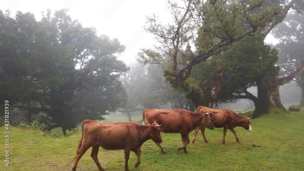 Domestic Brown Cows Walking At Green Pasture With Fog And Rain. - tracking Domestic Brown Cows Walking At Green Pasture With Fog And Rain. - tracking