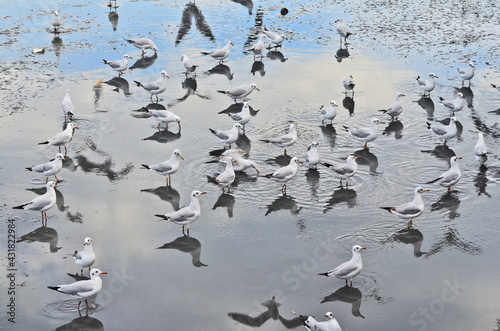 Flock of seagulls find food in shallow water