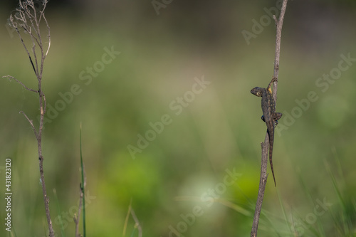 lizard on a twig