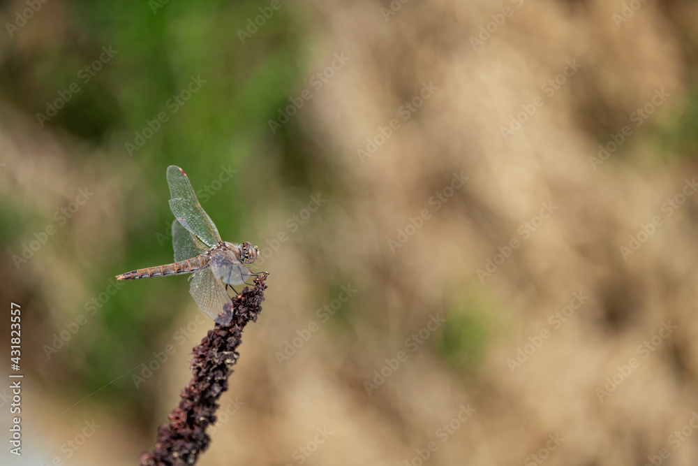 dragonfly on a flower