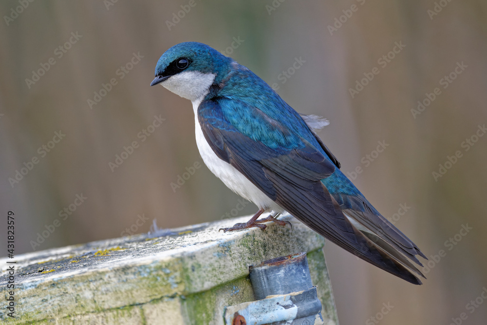 swallow on a wooden house