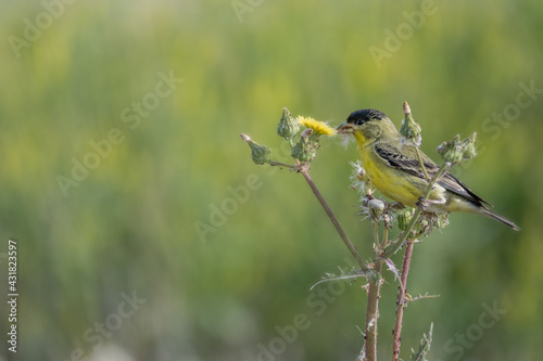 yellow bird on a branch in spring