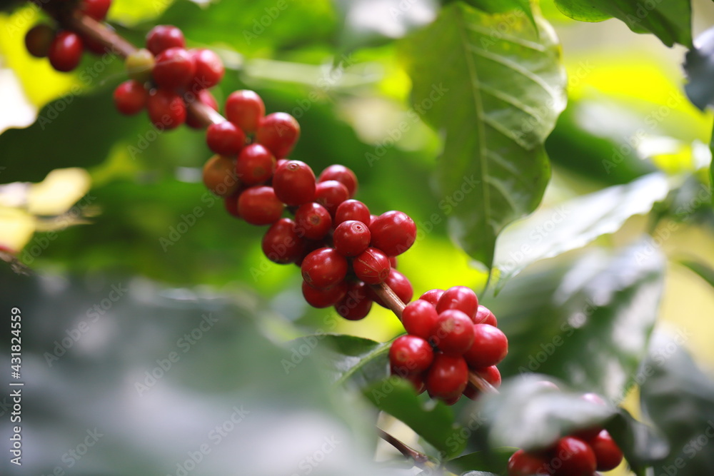 Fresh arabica coffee bean on white background with coffee branch and leaves .Background Robusta and arabica coffee berries ,coffee concept. Fresh arabica coffee bean on white background with coffee branch and leaves .Background Robusta and arabica coffee berries ,coffee concept.