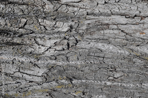 Texture of woody gray poplar bark. Soft wood bark background.`
