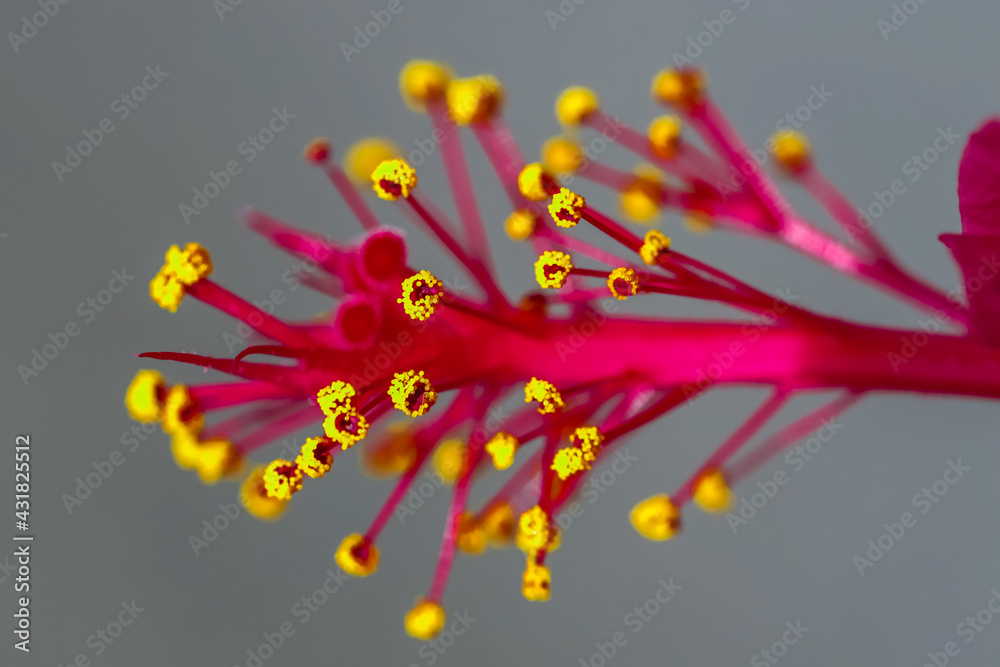 Fototapeta premium beautiful red flower nice soft green background