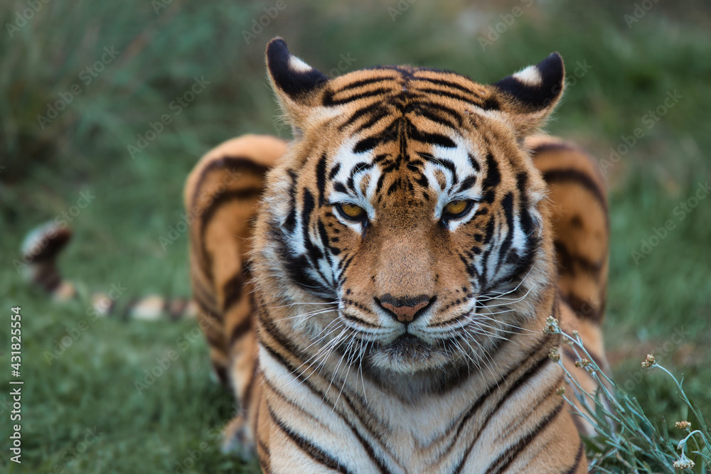 Tiger in the wilderness, close-up, South Africa Tiger in the wilderness, close-up, South Africa